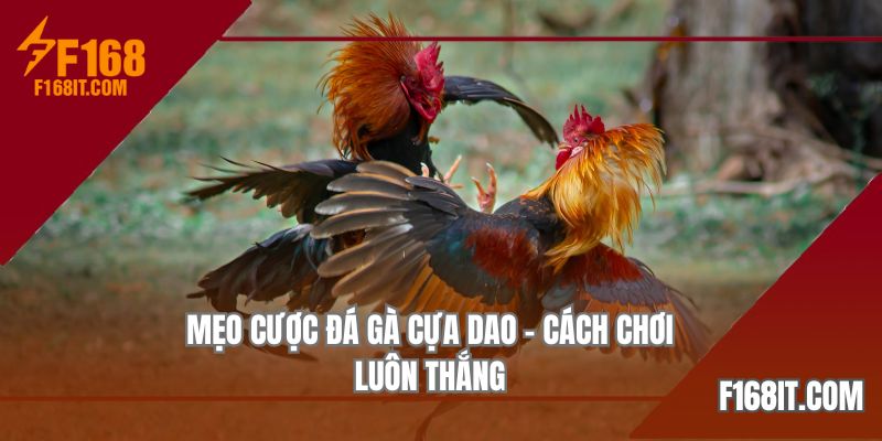 Nắm rõ bí kíp chọn gà để tham gia chọi kê cựa giao hiệu quả