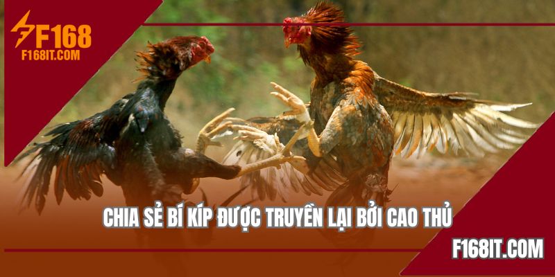 Không lạm dụng cửa hòa là mẹo cược đá gà cựa sắt hiệu quả cao nhất