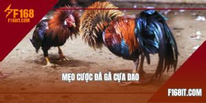 mẹo cược đá gà cựa dao tại f168
