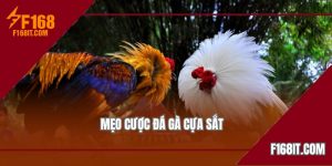 mẹo cược đá gà cựa sắt